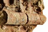 Silurian Fossil Crinoid (Scyphocrinites) Lobolith - Morocco #375293-1